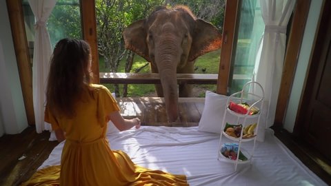 woman fits the elephant during breakfast inside bungalow 