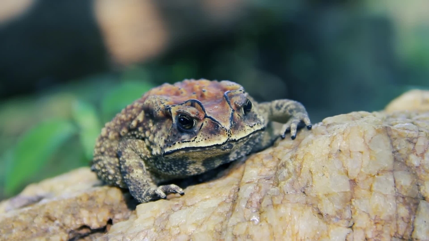 Bufo Toad Stock Video Footage - 4K and HD Video Clips | Shutterstock