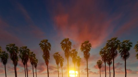 Palm trees in the wind in beautiful sunset