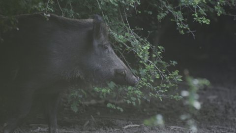 Adult male boar (wild hog, feral pig) with tusks rooting in the forest