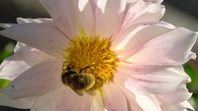 Video wild bee collects nectar and pollinates the flower. The honey bee collects pollen on the flower Bud. Queen bee at work collecting honey. A drone on a flower. Insects in the wild and biology.