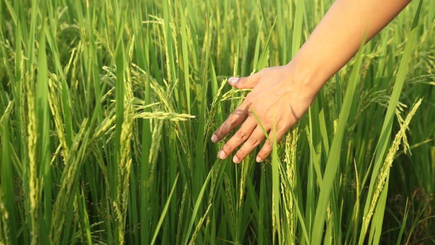 Asian tan skin woman walking hand touching and stroking leaves rice cornfield sunlight in wheat field at incredible colorful sunset.  Royalty-Free Stock Footage #1058572741