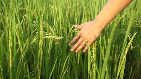 Asian tan skin woman walking hand touching and stroking leaves rice cornfield sunlight in wheat field at incredible colorful sunset. 