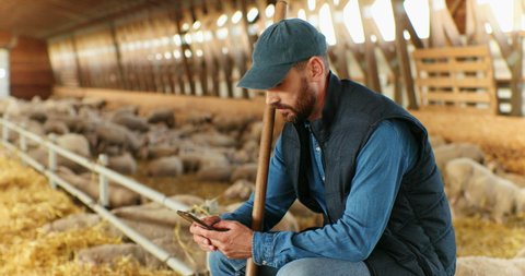 Portrait of smiled cheerful Caucasian male shepherd sitting in sheep stable and texting message on smartphone. Happy man farmer in shed tapping and scrolling on mobile phone and smiling to camera.