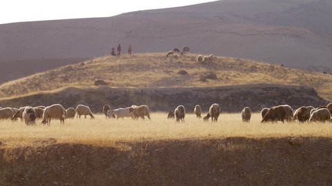 Bedouin shepherds with Sheep and goats grazing on hill
Long shot Jordan Valley, Israel
