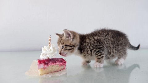 Cute stripped domestic kitten eat birthday cake on white table.kitty, birthday.  Anniversary or holiday cat.