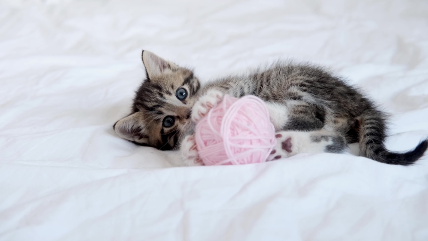 4k Striped domestic kitten playing home. Cute Cat with pink ball skein of thread on white bed. | Shutterstock HD Video #1058576275