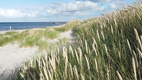 Dunes and grass at the Baltic Sea near Kalifornien, Germany