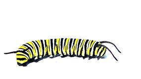 4K HD video of a monarch caterpillar isolated on white, appears to be looking around, shadow below.