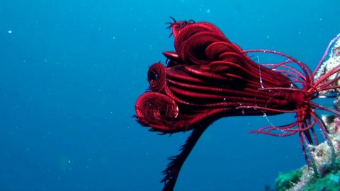 
Red and Black Feather Star/Crinoid with Blue Background- Philippines