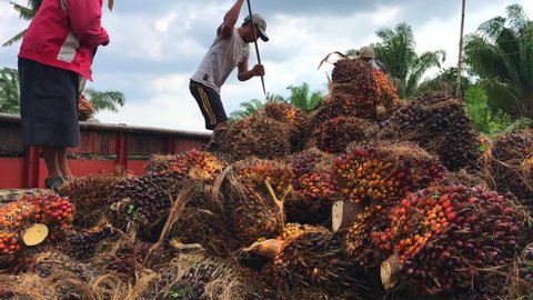 Lampung Indonesia September 7, 2020 : Oil palm fruits with workers working in background 编辑库存视频