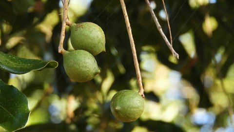 Macadamia nuts on the evergreen tree, macadamia plantation in Brazil