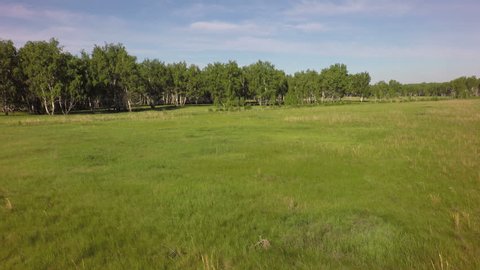 Summer green grass and birch forest. West Siberian Plain. Omsk region.