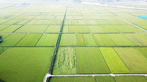Seoul.Korea (Aerial photography) Scenery of rice field