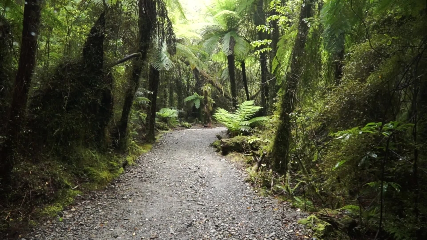 Hiking track through New Zealand native lush forest