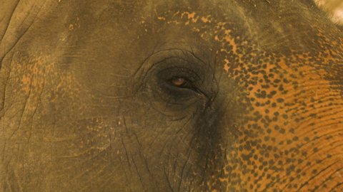 Gorgeous close-up of the blinking eye of an Asian elephant.