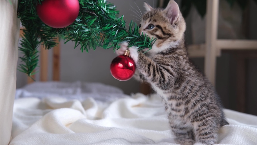 4k Little curious striped kitty plays with Christmas red ball. kitten broke and dropped the Christmas tree. Funny situation | Shutterstock HD Video #1058593753