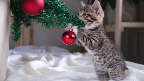 4k Little curious striped kitty plays with Christmas red ball. kitten broke and dropped the Christmas tree. Funny situation