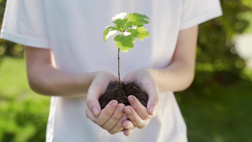 Close up hands holding sapling of young oak tree. Female palms embrace the soil stem a small tree. blurred green background, white shirt. concept nature conservation, Earth protection, reforestation | Shutterstock HD Video #1058599213