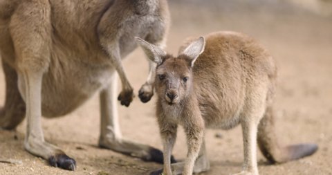 Young Kangaroo joey being groomed and cleaned by mother. Wild life and Tourism Australia.