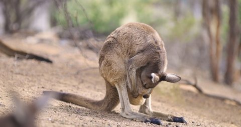 Mother kangaroo checking pouch to see that baby is doing ok. Cute wild animals Australia. Marsupials and Tourism OZ.