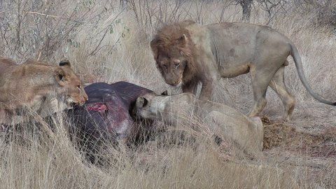 A pride of lions, male and females, feeding together on an African buffalo kill.