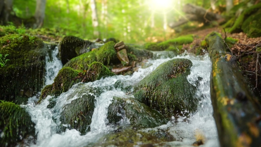 Small mountain river with crystal clear water. Water flows over the stones overgrown with moss in green forest. Morning sun breaks through the trees. Slow motion shot