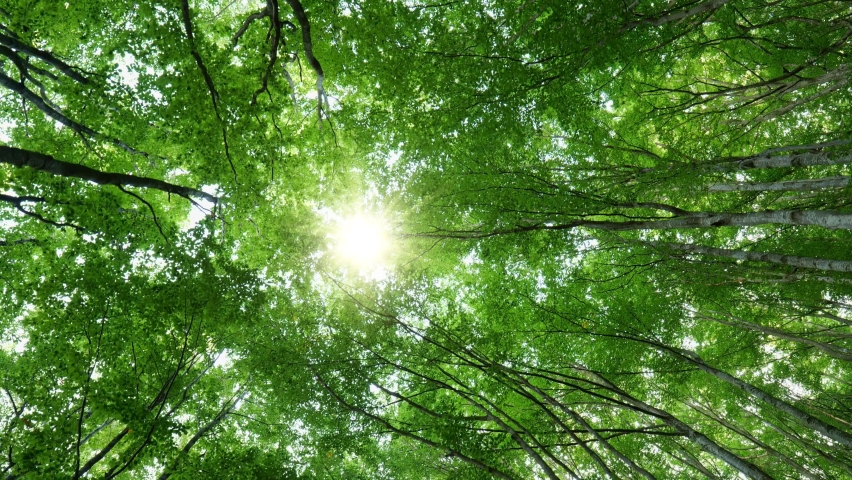 Bottom up view of lush green foliage of trees with afternoon sun. Sun breaks through the branches of the trees. Walking through the beech forest with large green trees. Summer background. High quality Royalty-Free Stock Footage #1058600662