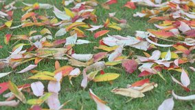 Gardener rakes up dry fallen leaves. Autumn garden background.