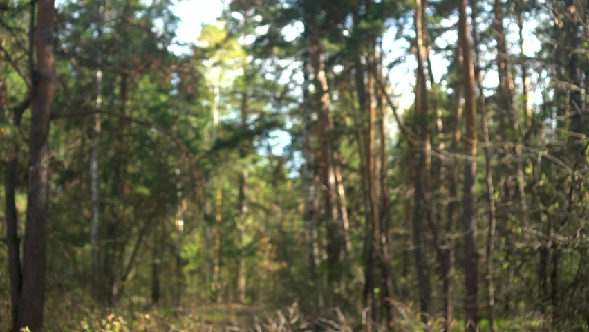 Serious bald and bearded man on the background of the forest with his back in the frame. Portrait of a lumberjack, tourist, lost person. View from the back.