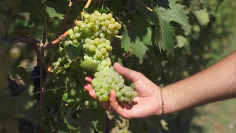 A cluster of white grapes during harvesting in Tuscany, Italy, to make delicious white wines as Pinot, Trebbiano, Chardonnay. Grapevine in an Italian farm.