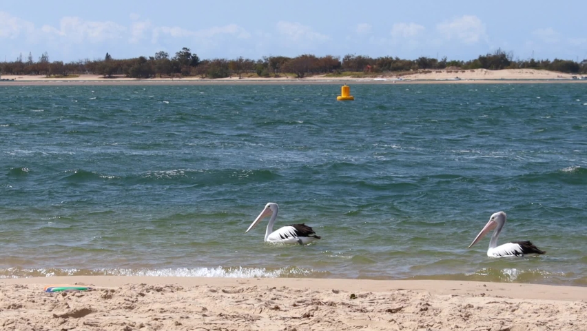  Two pelicans paddle on the Gold Coast Beach in Australia 