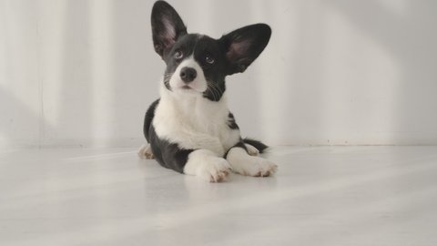 Portrait of black and white corgi which lies on floor and looks ahead at home