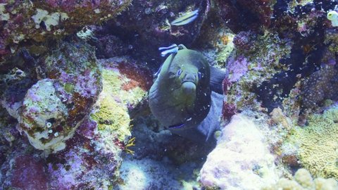a green moray eel being cleaned by wrasses
