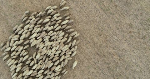 Drone overhead view of sheep herd moving. Top down view of sheep herd feeding on field