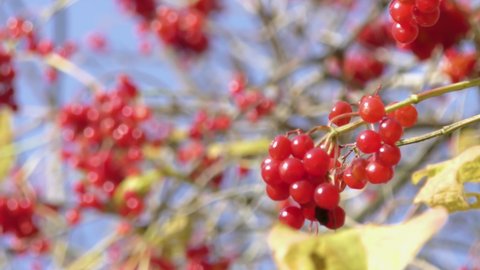 Red viburnum (guelder rose, virginity ) berry in autumn city close up