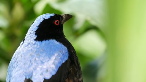 Fairy bluebird in tropical rainforest. Exotic extraordinary asian wild bird in green lush foliage. Colorful blue plumage of Irena. Vivid vibrant azure feathers. Tree canopy in jungle paradise forest.