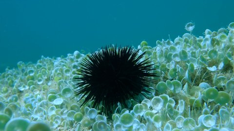 Purple Sea Urchins Paracentrotus Lividus の動画素材 ロイヤリティフリー Shutterstock