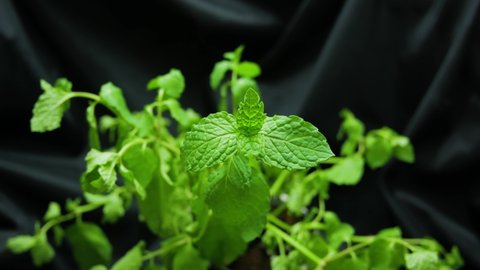 Mint leaves growing moving timelapse