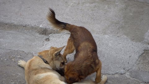 Two Dogs Fighting With Each Other