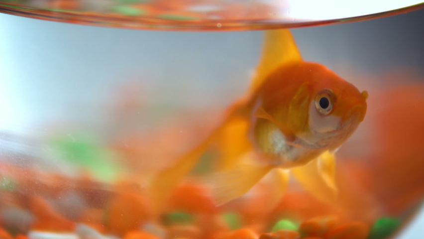Goldfish swimming in fishbowl, selective focus Royalty-Free Stock Footage #1058623984