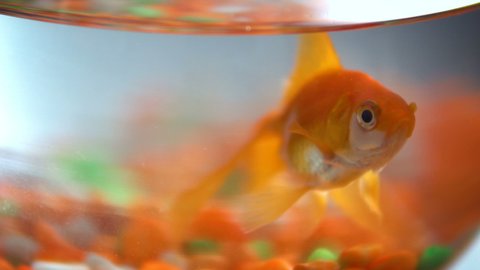 Goldfish swimming in fishbowl, selective focus