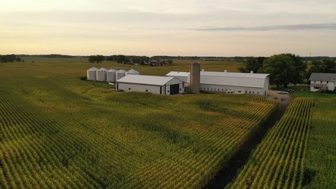 Aerial view of american Midwestern farm, agricultural field at harvesting season (September). Drone flying low over the corn field. Rural landscape, countryside, early sunny morning 