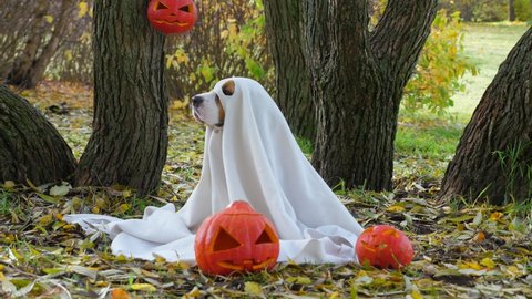 Funny dog in ghost costume turn head and look straight to camera, then turn back, autumn park outdoors. Fallen leaves lie around, carved pumpkins on ground.