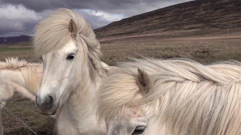 Icelandic horses hair blowing in the wind slow motion
