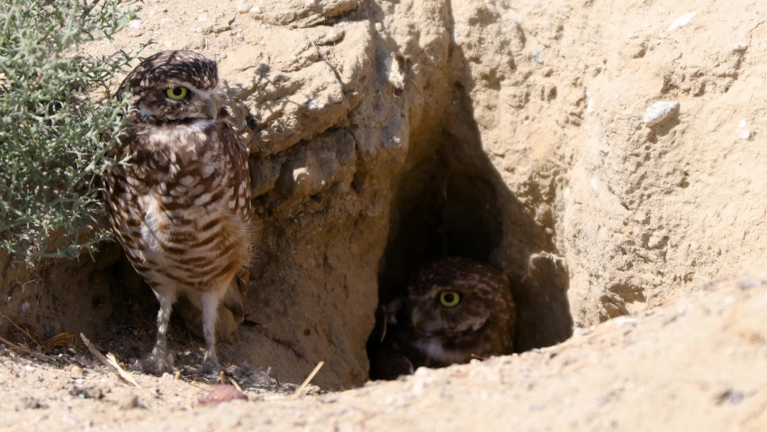 Cute Burrowing Owl Shot in the Desert Near Los Angeles Royalty-Free Stock Footage #1058627368