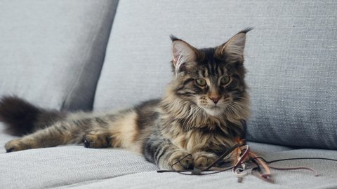 Beautiful, fluffy and gorgeous 7 month Maine Coon playing with cats toy on gray sofa. 
