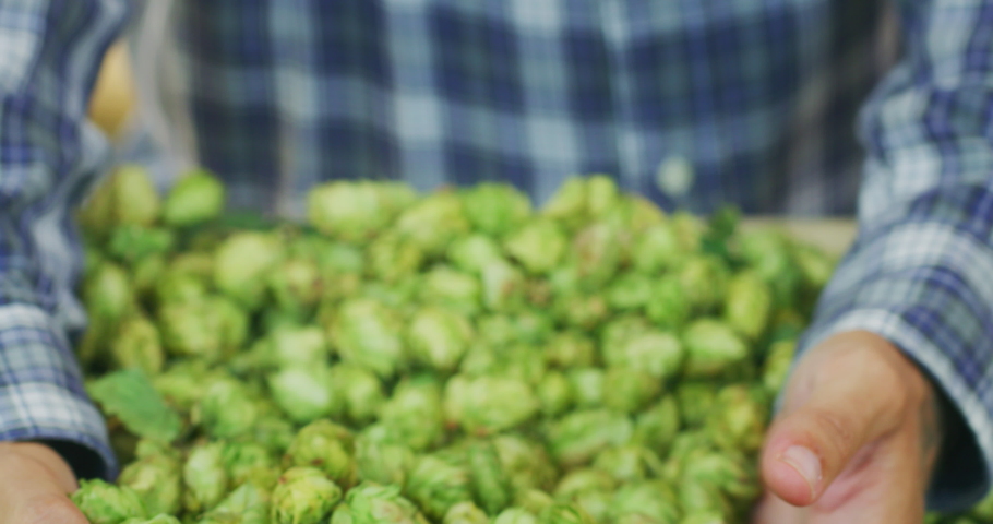 Close up shot of an young successful farmer is showing a heap of biologic raw hop flowers used for high quality beer production in ecological craft brewery harvested in a right season. | Shutterstock HD Video #1058630593