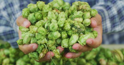 Close up shot of an young successful farmer is showing a heap of biologic raw hop flowers used for high quality beer production in ecological craft brewery harvested in a right season.