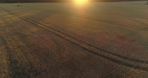 Aerial view of golden ripe barley field farm land at sunset